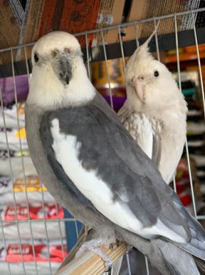 "Casa de Ração Mercado dos Pets Agropecuária e Pet Shop"